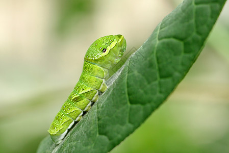 大绿毛毛虫在一片叶子上蛴螬花园野生动物幼虫生长毛虫动物保护色害虫宏观背景图片