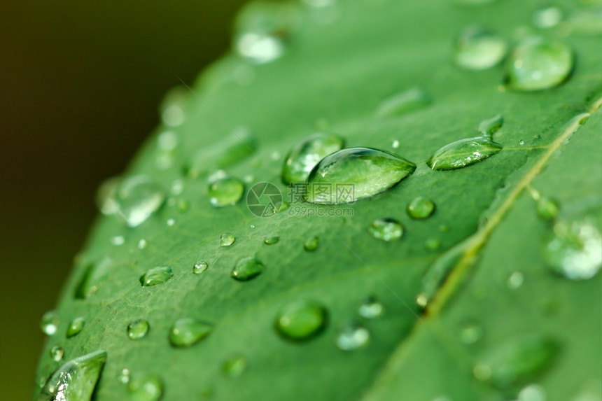 绿叶上的水滴宏观背景液体叶子绿色环境植物群植物水平反射图片
