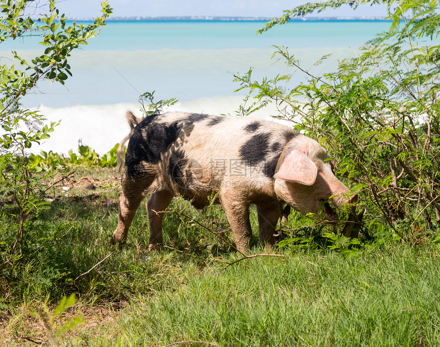 圣马丁海滩上的野猪图片