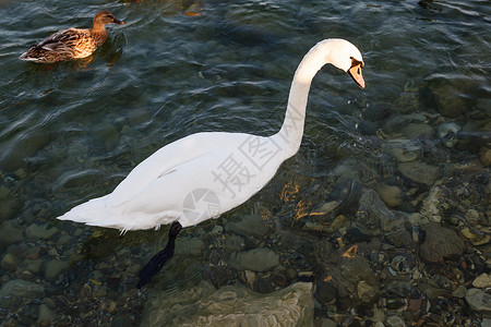 天鹅透明素材美丽的天鹅悬浮在清澈的水面上Garda Lak假期脖子水禽顶峰漂浮鸭子眼睛游泳阳光照射岩石背景