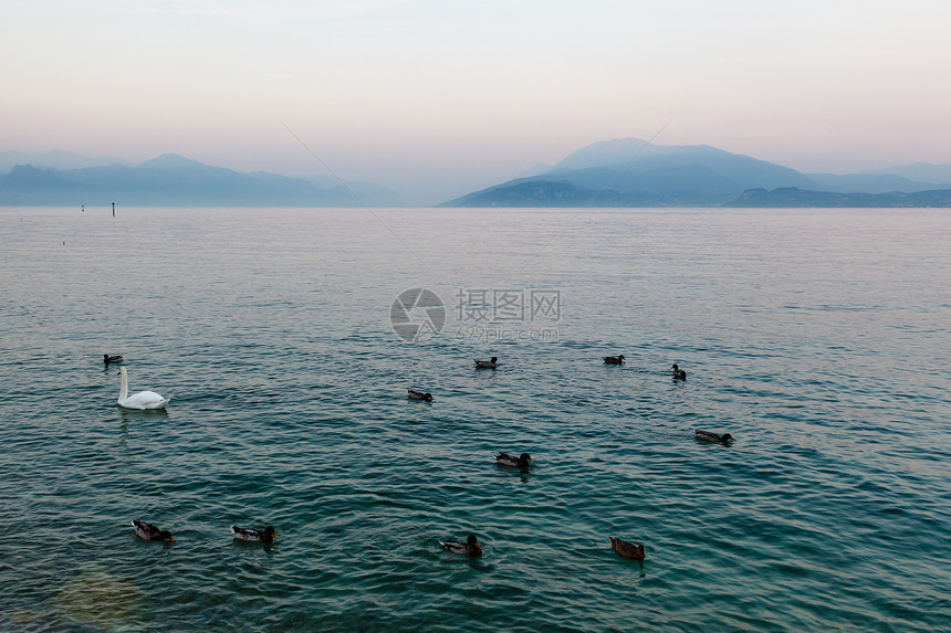 美丽的天鹅和鸭子 在加尔达湖水面图片