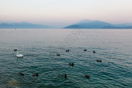 美丽的天鹅和鸭子 在加尔达湖水面背景图片