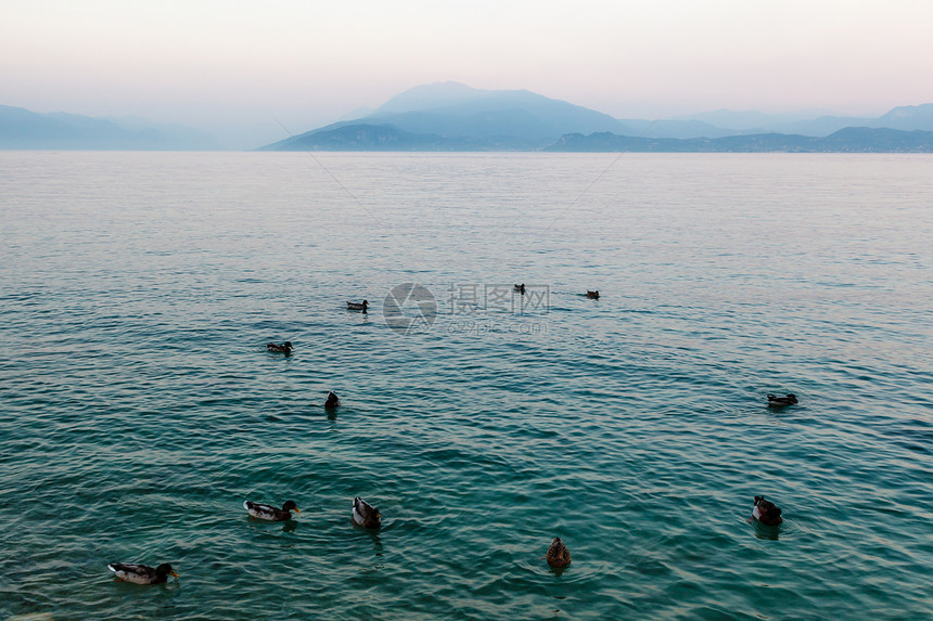 漂泊在加尔达湖水面的美丽鸭子 Sirm天空野生动物丘陵旅游场景海浪荒野海岸游泳假期图片