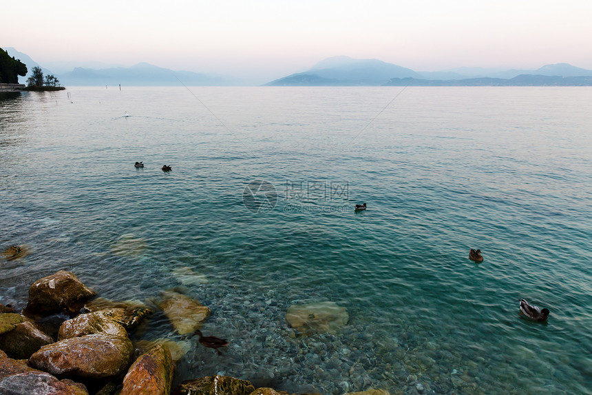 漂泊在加尔达湖水面的美丽鸭子 Sirm阴霾顶峰海浪天空蓝色公园荒野水景旅行岩石图片