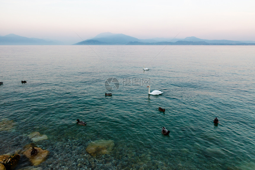 西加尔达湖水面美丽的天鹅和鸭子图片