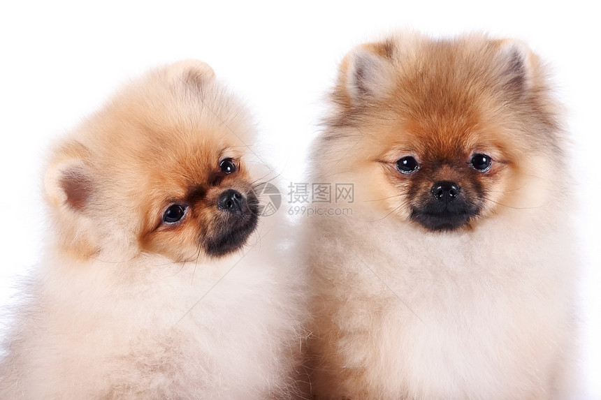 两只小狗的肖像犬类乐趣好奇心毛皮白色忠诚脊椎动物头发友谊爪子图片