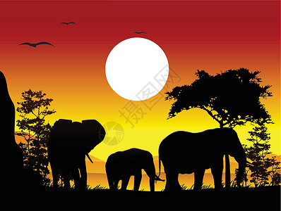 荒野之泪大象之旅的美丽光彩设计图片