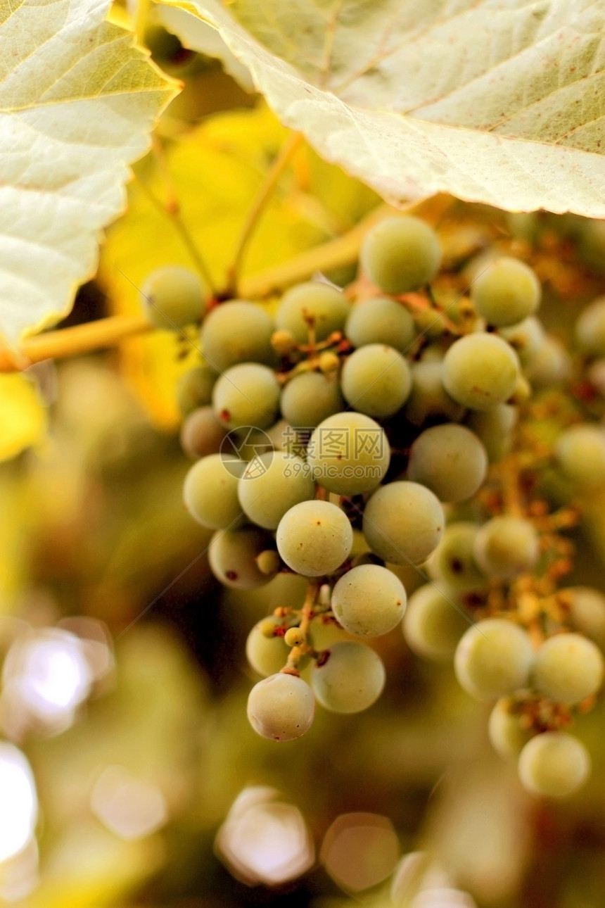 白葡萄挂在树枝上食物水果葡萄园收成树叶农业季节植物生长农场图片