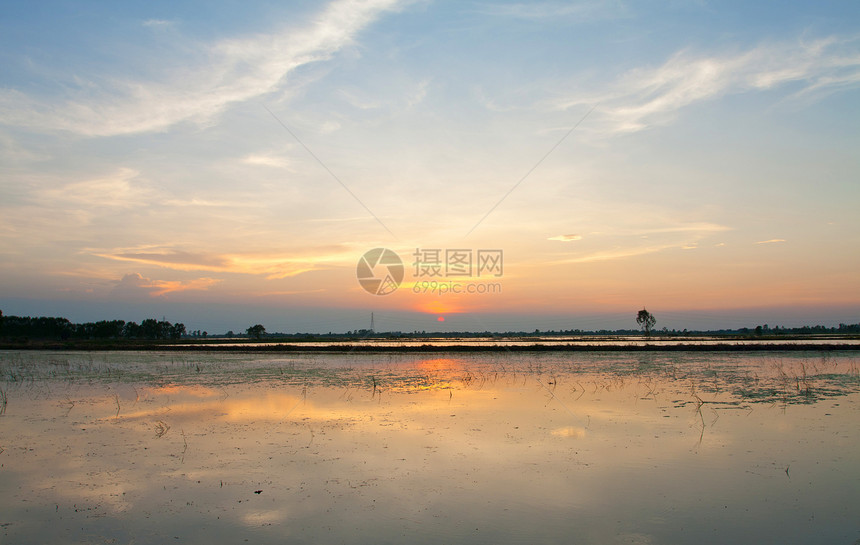 夏季土壤和蓝天空天空热带农村稻田农场国家收成草地场景生长图片