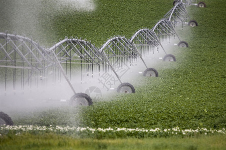 Pea 作物和移动喷洒器绿色种子蔬菜生长农业豆类健康背景图片