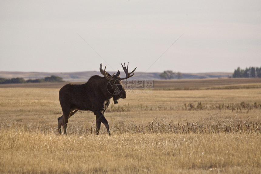 帕蕊穆斯棕色动物鹿角驼鹿架子草地哺乳动物草原男性荒野图片