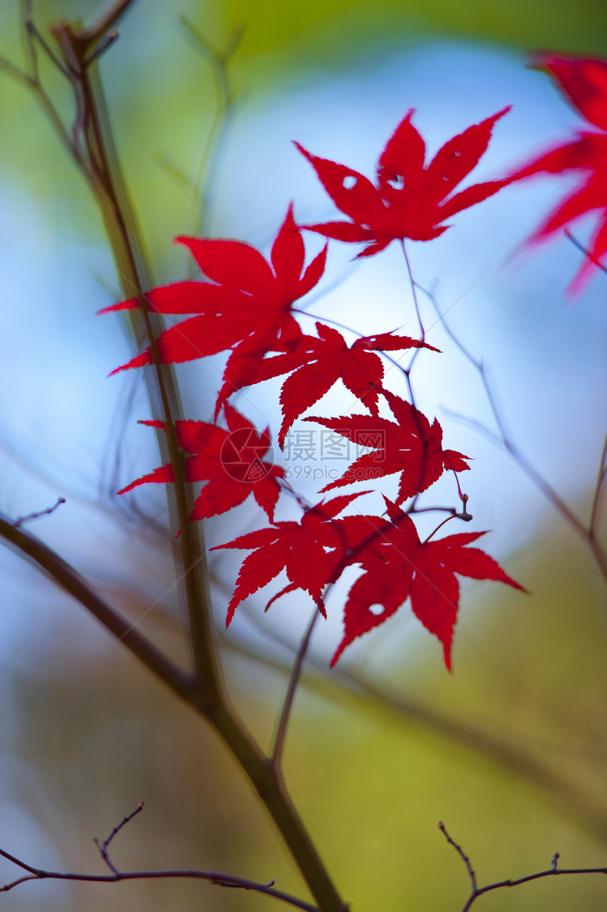 落叶墙纸红色环境季节性绿色叶子季节黄色公园多叶图片