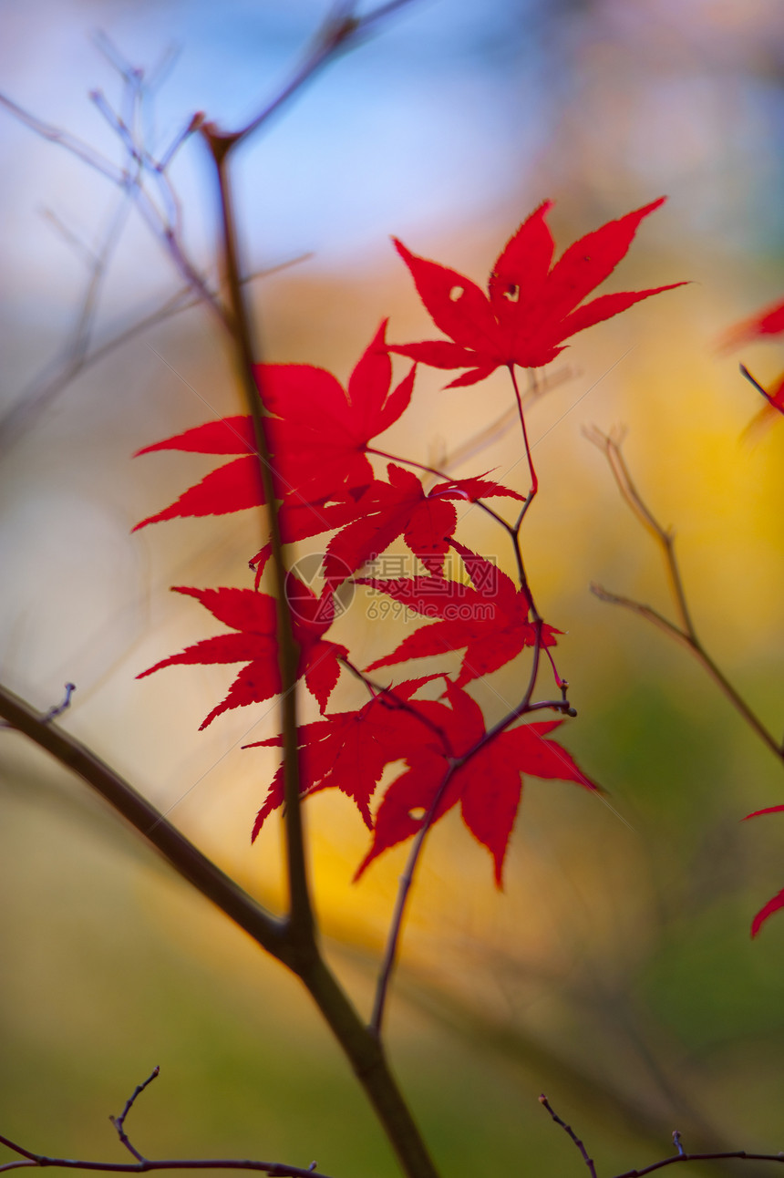 落叶季节性叶子公园季节绿色环境红色植物群黄色墙纸图片