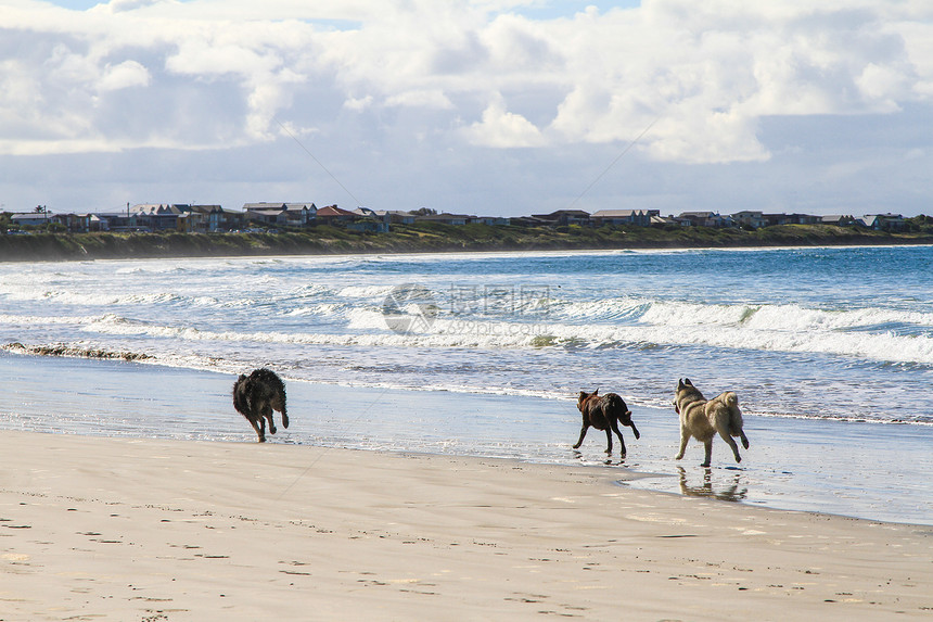狗在沙沙沙滩上奔跑 互相追逐海岸友谊波浪犬类小狗跑步活动朋友海洋运动图片