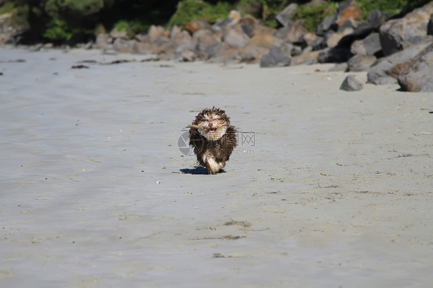 狗狗用棍子在沙滩上乱跑幸福活动跑步动物岩石支撑飞溅运动木棍海岸图片