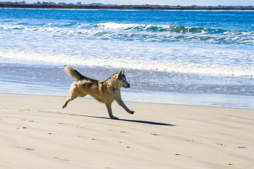 狗在沙沙沙滩上奔跑 互相追逐海岸乐趣友谊微笑行动飞溅小狗宠物运动幸福图片