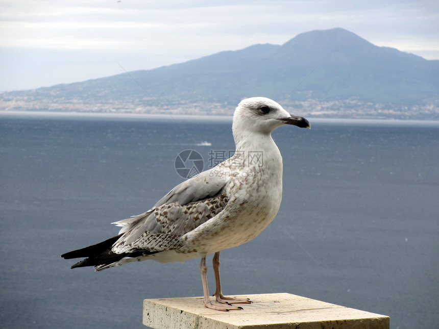 带维苏威火山海鸥在背景中图片