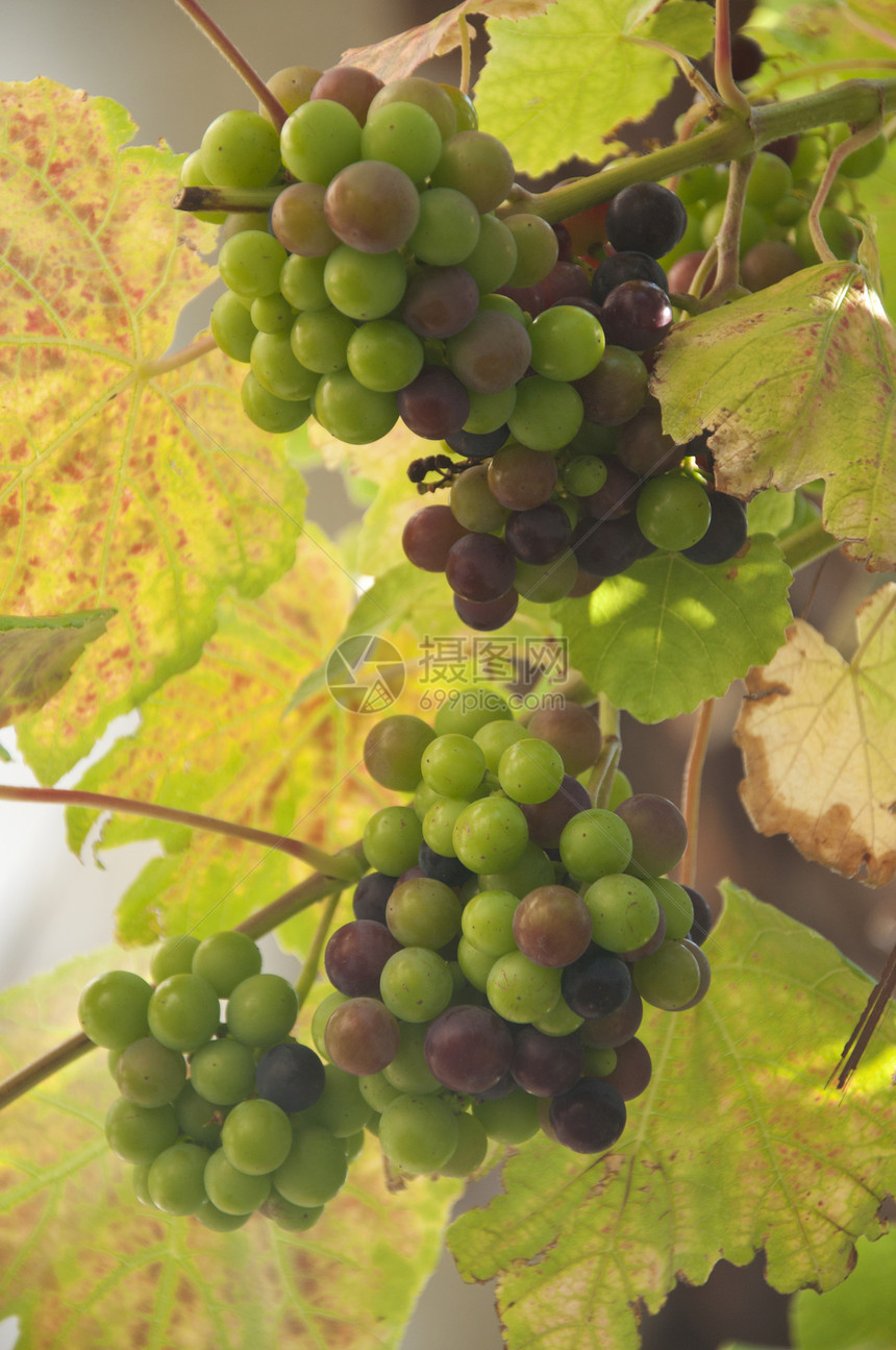 葡萄种植园植物栽培树叶培育葡萄园紫色营养水果气候图片