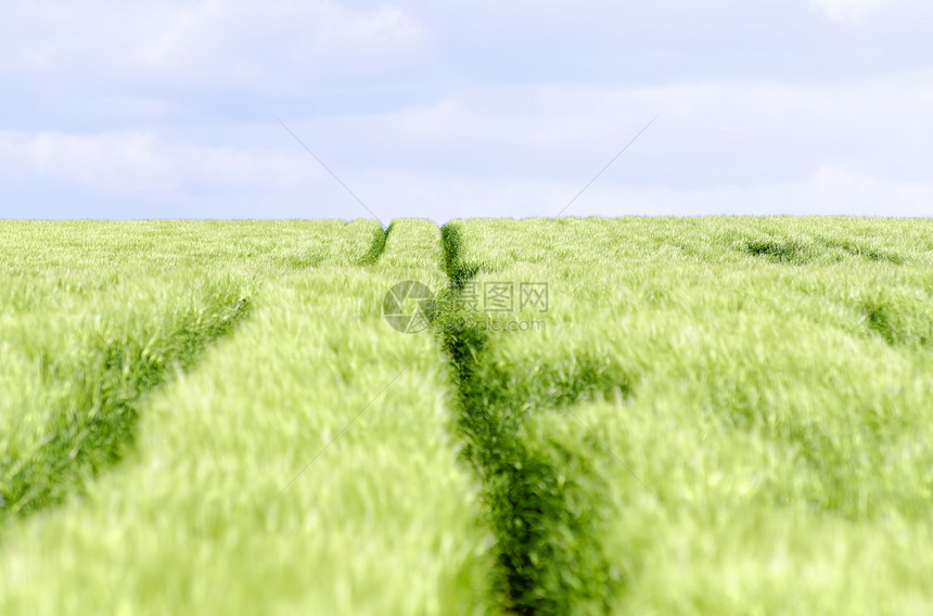 绿绿地水平农村地平线绿色多云农业农田小路曲目图片