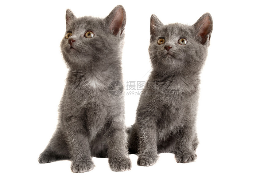 白色背景上的两个灰色 Kittens图片