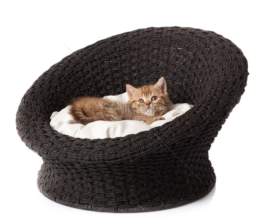 小猫睡在篮子里白色睡眠橙子胡须毛皮宠物哺乳动物爪子猫咪乐趣图片