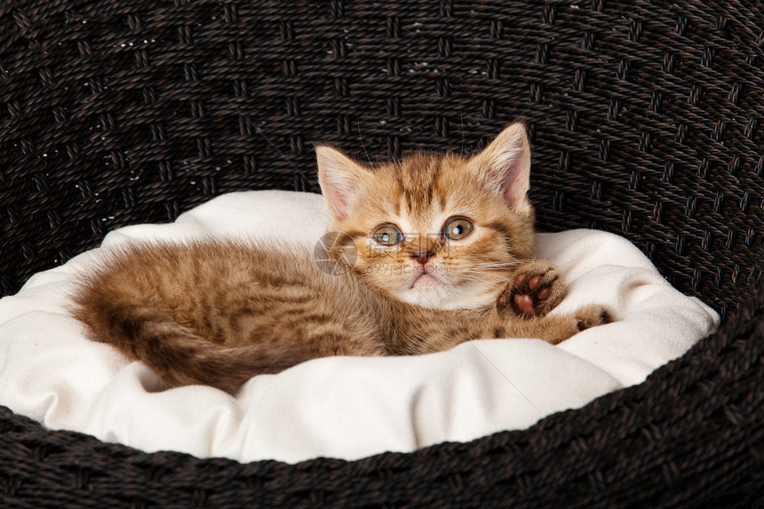 小猫睡在篮子里乐趣睡眠毛皮猫科猫咪白色橙子哺乳动物婴儿胡须图片
