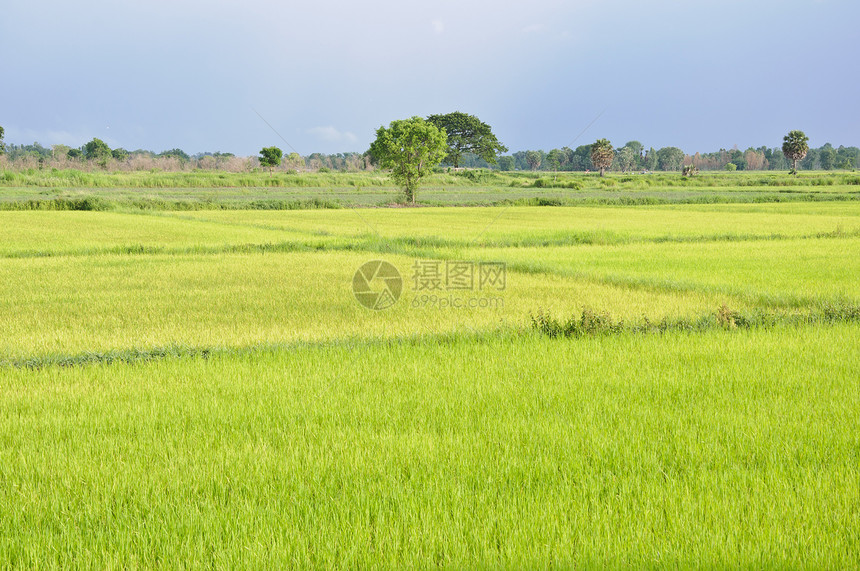 美丽的稻田场地种植园国家地平线收成食物天空粮食农村植物图片