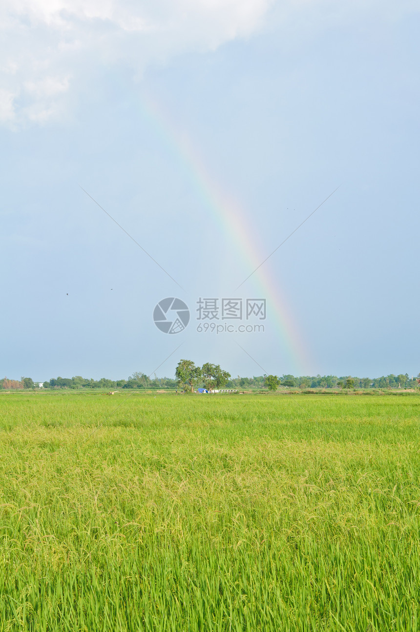 稻田上美丽的彩虹图片