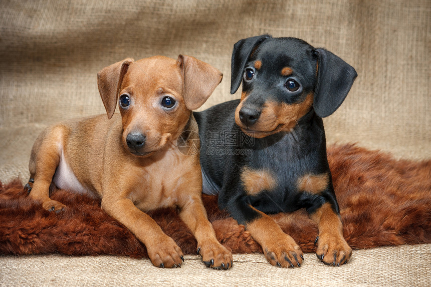 微型食鸟小狗猎犬短毛棕色黑色哺乳动物爪子纯种狗宠物犬类家畜图片