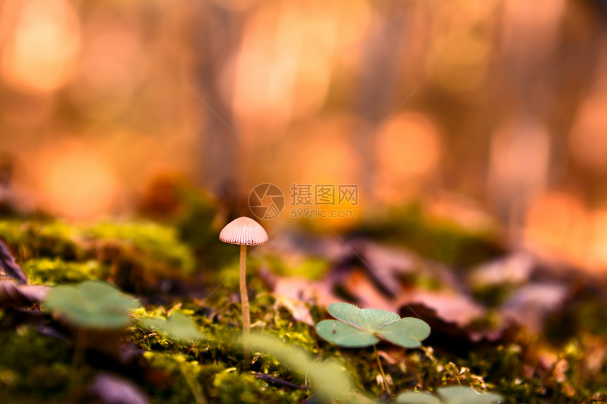 秋林的蘑菇植物群叶子宏观荒野橙子生长苔藓季节性黄色红色图片