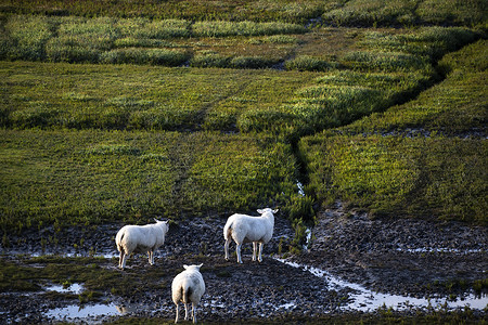 瓦宁根牧场上荷兰绵羊绿色小路动物场地农田农村乡村农场背景