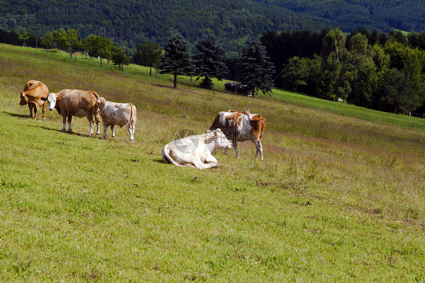 牧草上几头高山牛图片