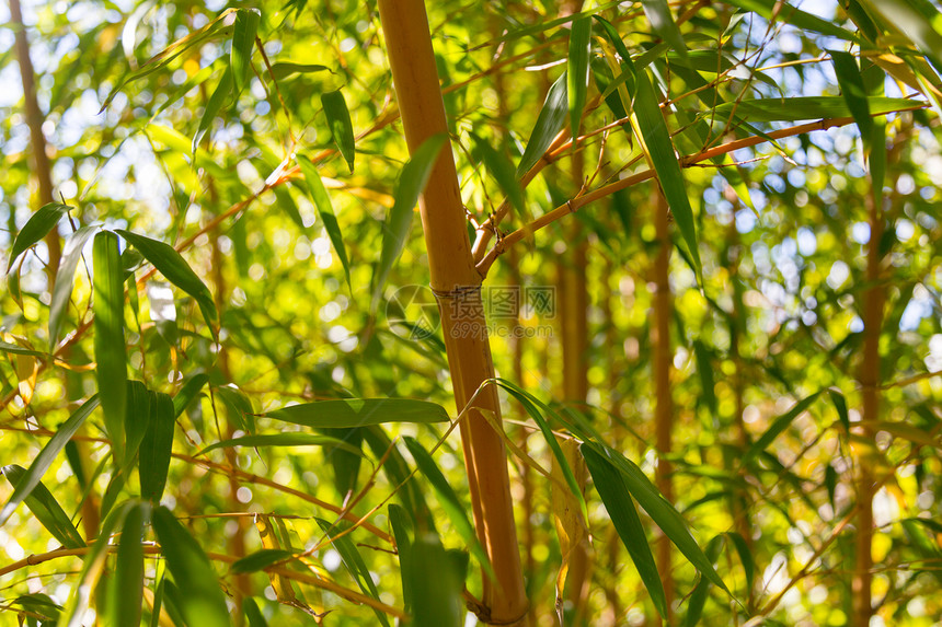 竹木和叶子的根或树干图片