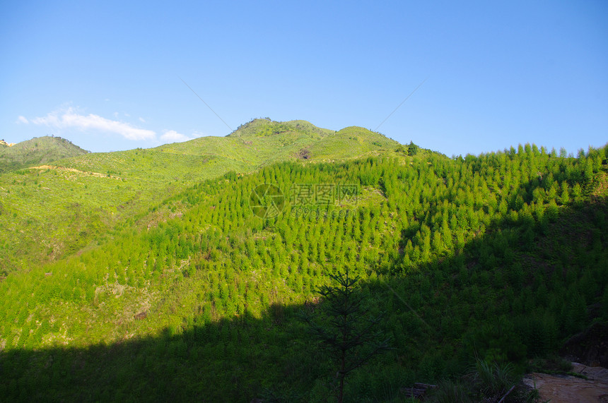 蓝天下有很多树的山峰图片