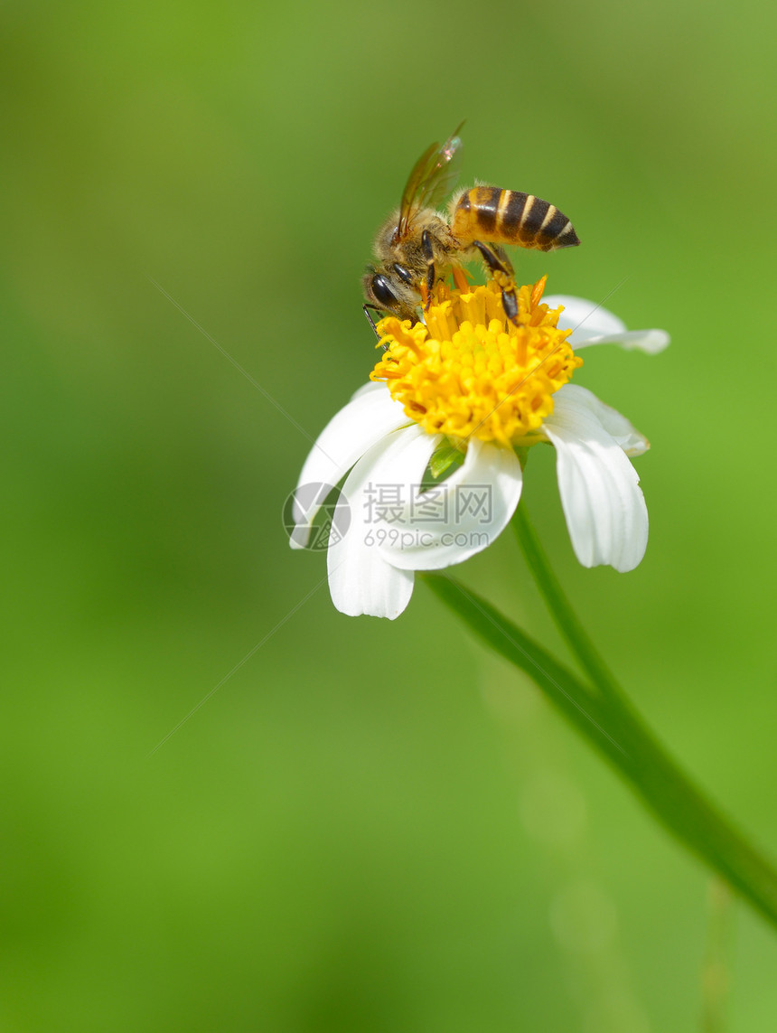 蜜蜂在喝蜜蜜水图片