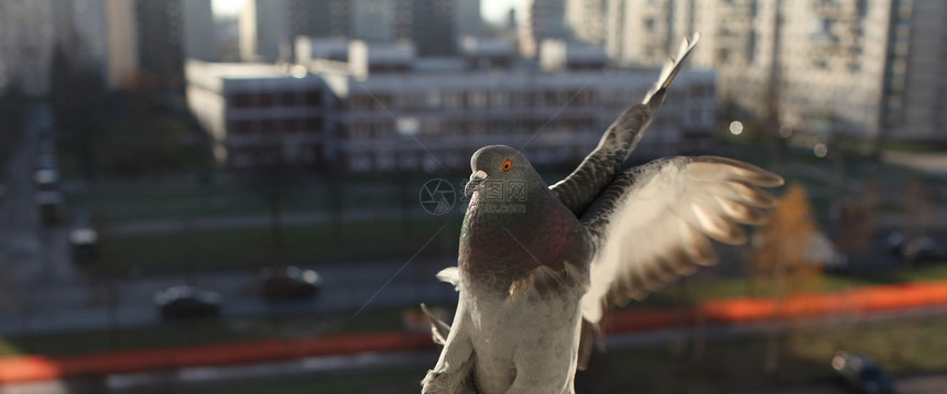 鸽子飞翔荒野场景翅膀羽毛白色自由飞行身体动物野生动物图片