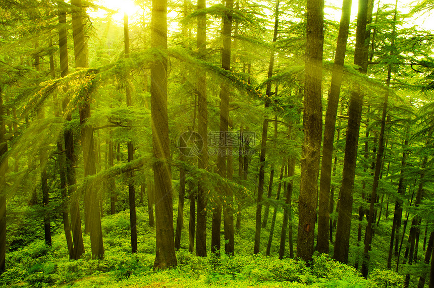 松树衬套木头太阳太阳光阳光射线日光森林叶子生活图片