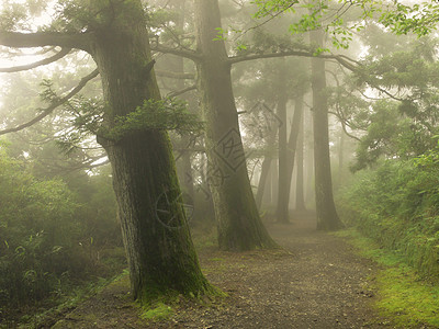 日本的迷雾森林方式高清图片