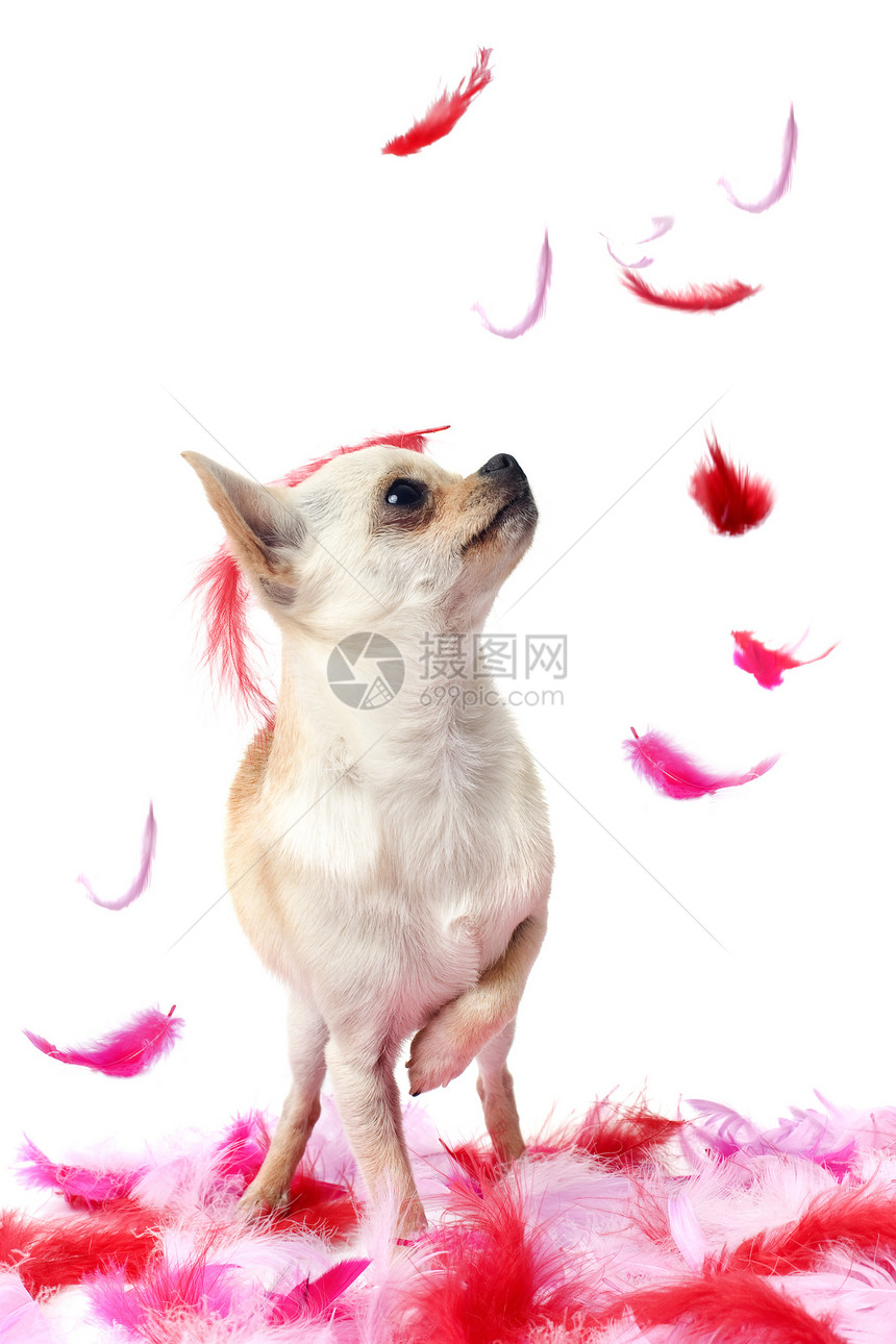 带粉色羽毛的小小狗Chihuahua伴侣白色小狗衣领犬类宠物工作室棕色图片