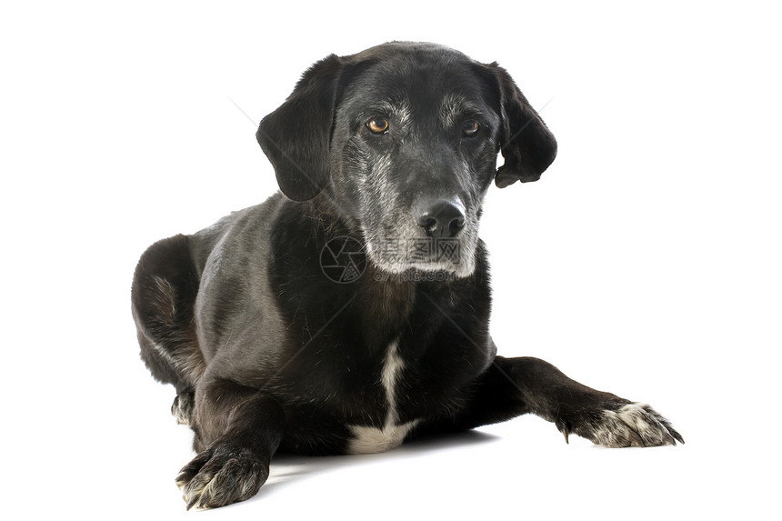 旧的拉布拉多检索器工作室动物犬类宠物黑色图片