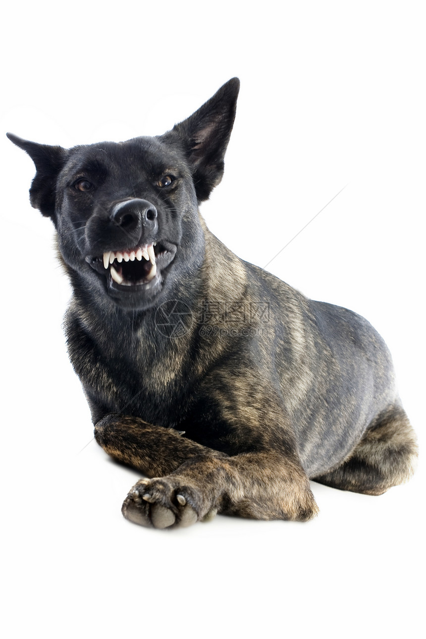 侵略性的荷兰牧羊人警觉愤怒动物警犬犬类危险牙齿斑点攻击棕色图片