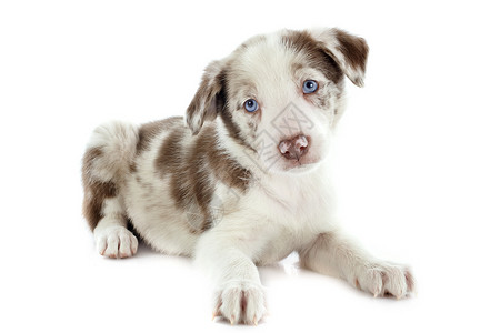 小小狗边框 collie动物陨石眼睛棕色宠物白色牧羊犬小狗犬类蓝色背景图片