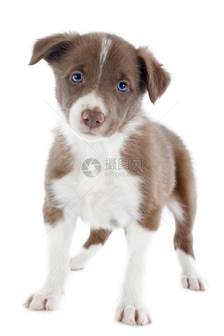 小小狗边框 collie宠物白色动物棕色犬类牧羊犬小狗图片