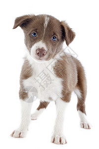 小小狗边框 collie宠物白色动物棕色犬类牧羊犬小狗背景图片