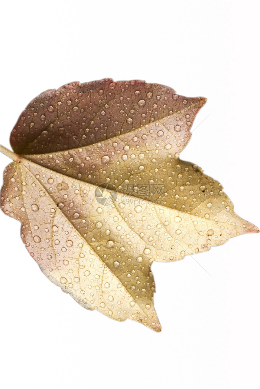 湿秋叶植物树叶植物学框架宏观季节白色植物群叶子图片