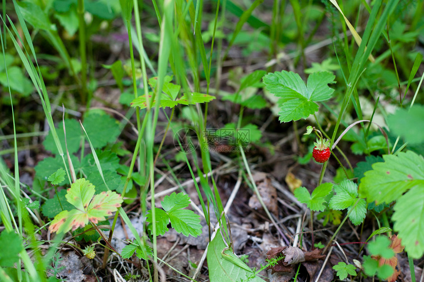 野草莓红色草本植物水平森林棕色草莓浆果植物植物群图片
