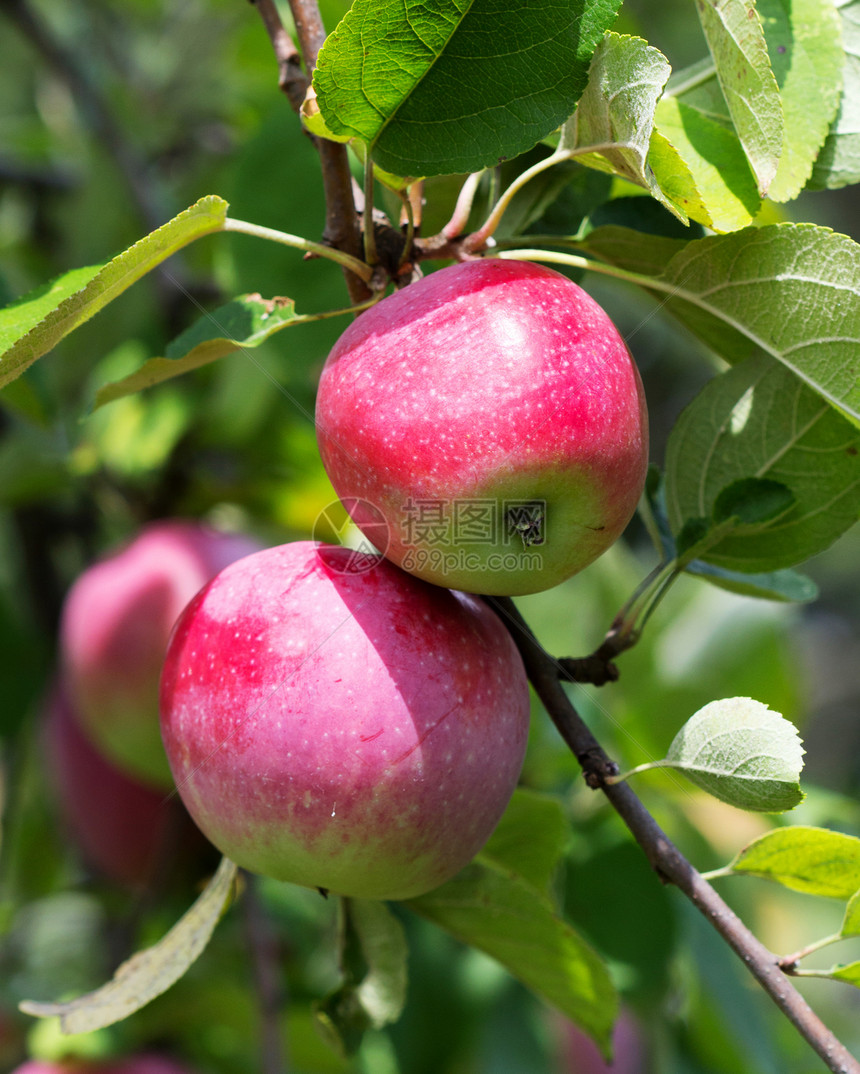 苹果特写食物孤独采摘植物蓝色农场收成晴天生长水果图片