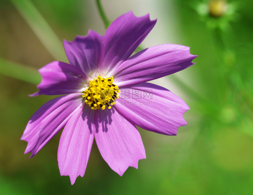 鲜花紧闭雏菊花头橙子宏观花瓣植物植物学紫色荒野文化图片
