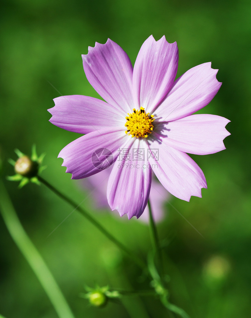 鲜花紧闭紫色文化荒野花瓣宏观雄蕊花头花园橙子植物图片