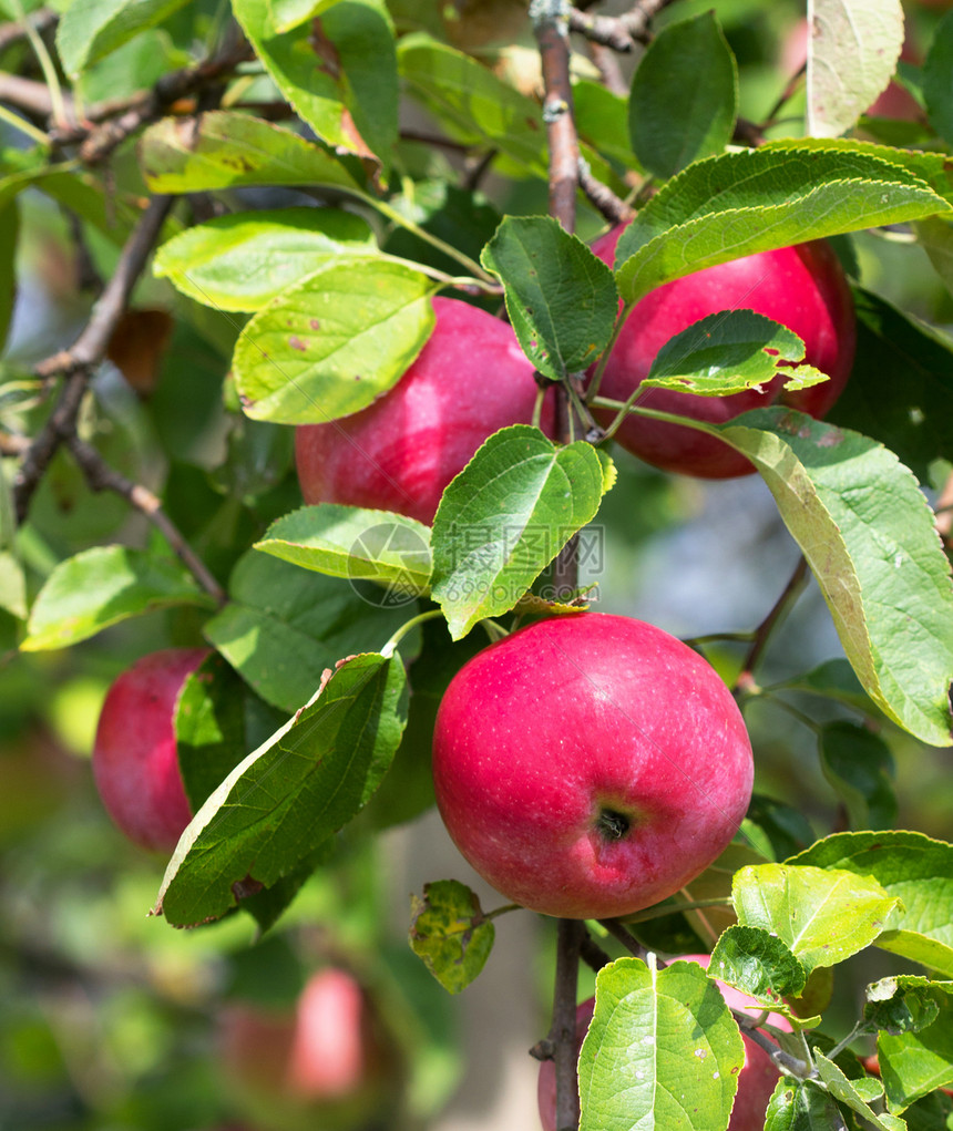 苹果特写采摘食物水果农场收成晴天帝国生产树叶蓝色图片